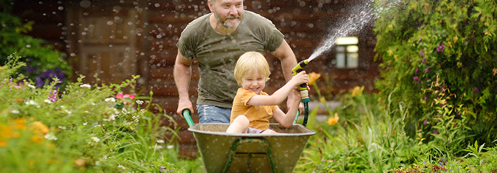 Dad and little boy playing in wheel barrow with water hose in garden.