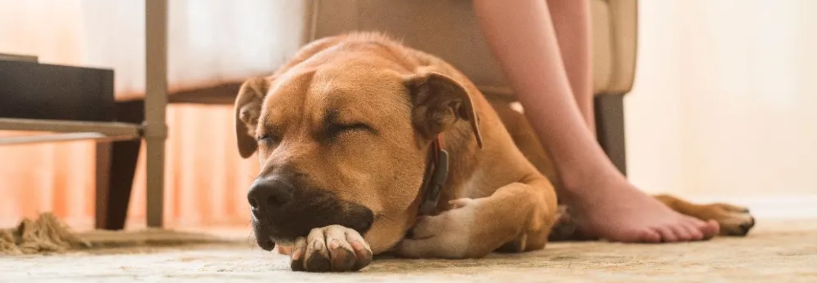 a dog sleeping next to a a person's feet